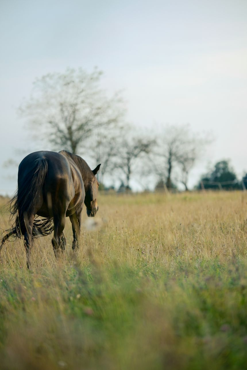 Tierkrankenversicherung